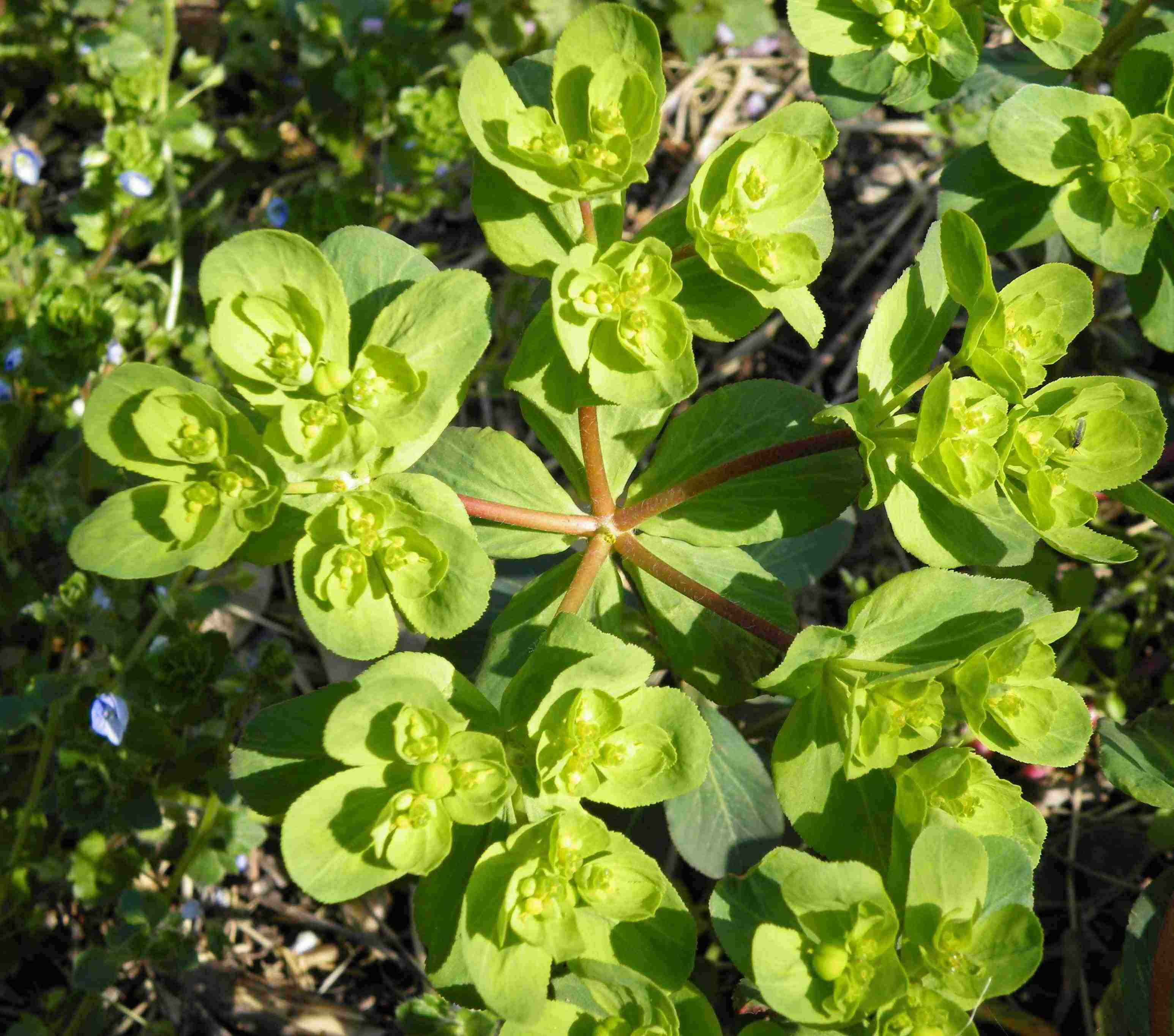 Euphorbia helioscopia